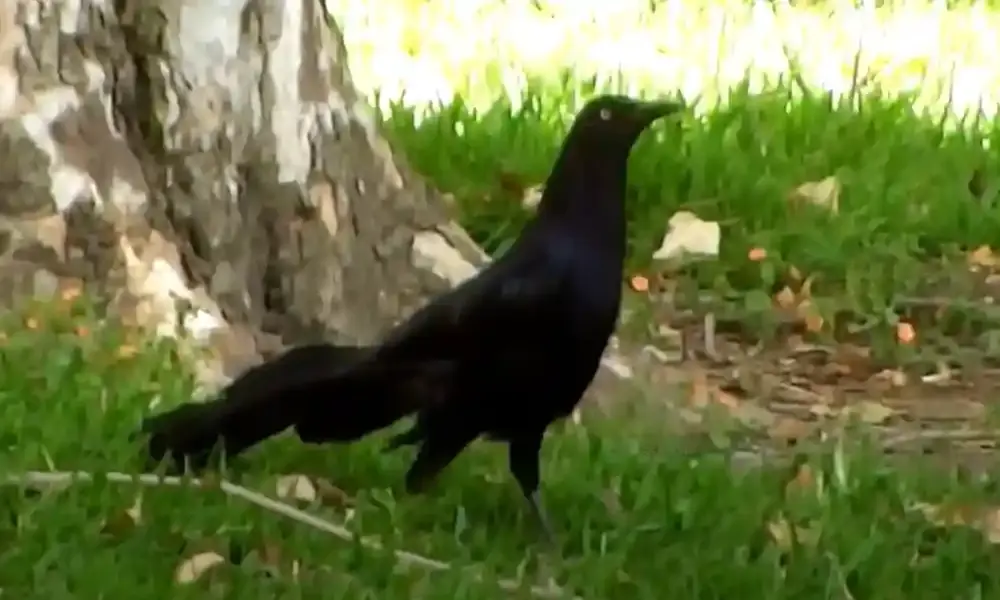 Large black birds in south carolina
