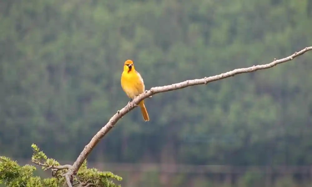 Small yellow and black birds in arizona

