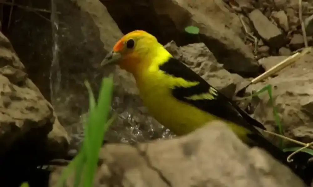 Yellow and black birds in arizona map

