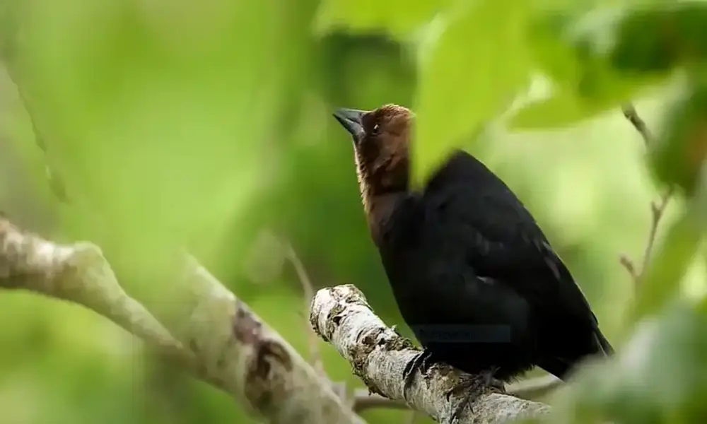pictures of black birds in south carolina
