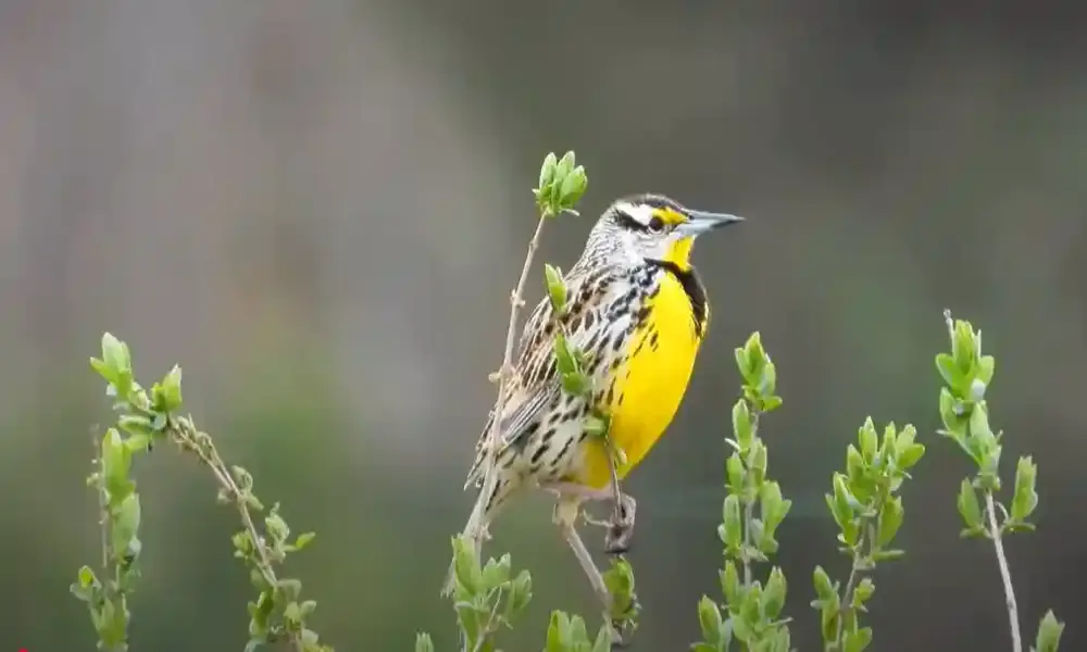 Black birds of south carolina identification
