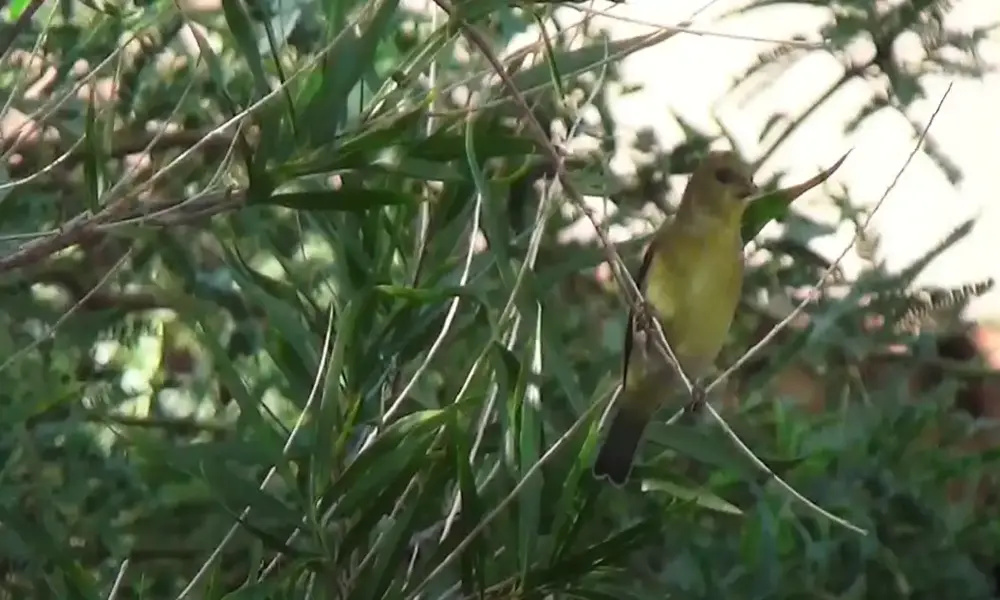 black and yellow birds in arizona
