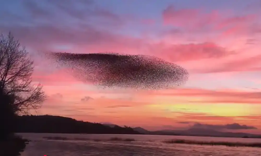 why are there so many birds flying around today USA
