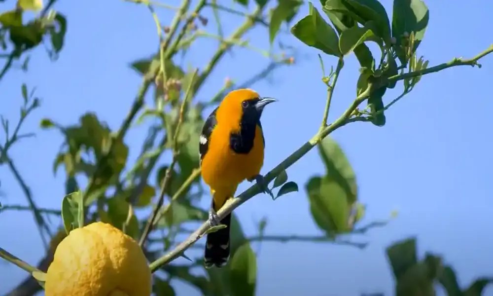 black and yellow bird in arizona
