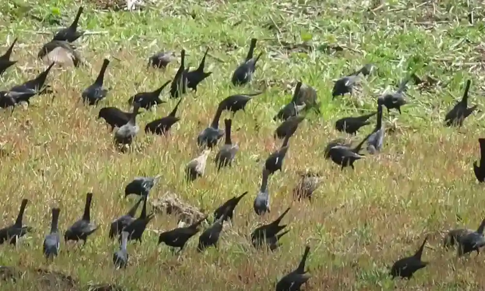 pictures of black birds in south carolina
