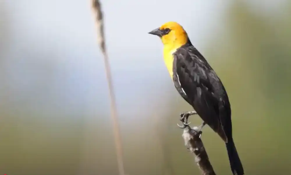Large black birds in south carolina
