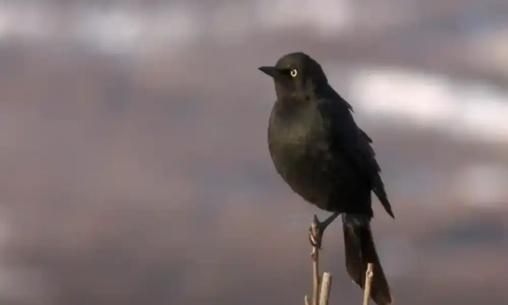 Small black birds of south carolina

