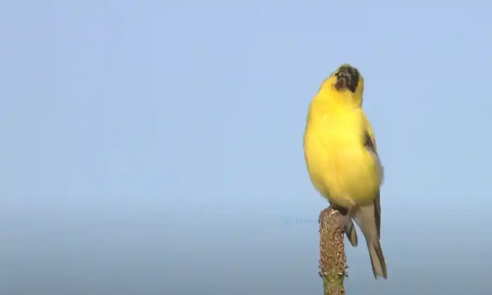 yellow and black bird in arizona
